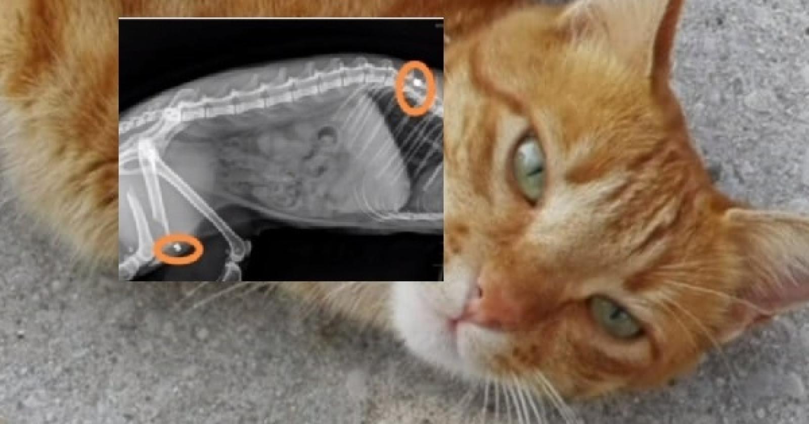 Micia presa a fucilate, rabbia e denuncia