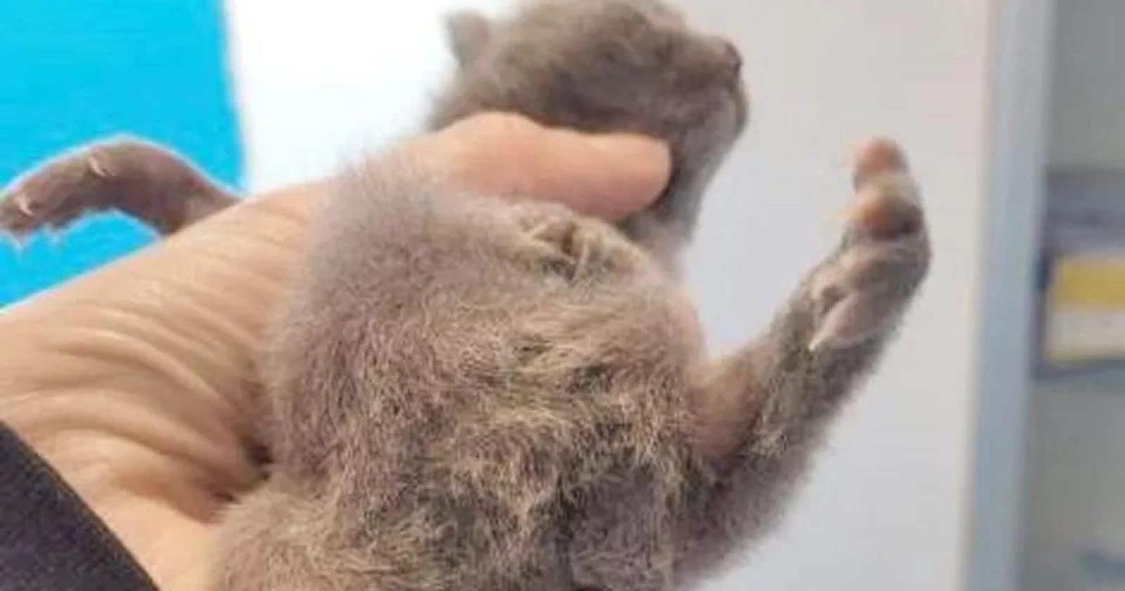 Nasce micio a sei zampe, la mamma lo abbandona: salvato