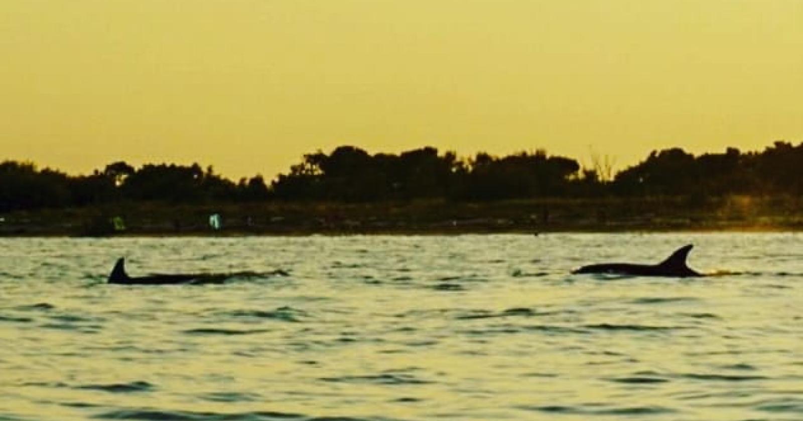 Delfini al tramonto, incontro spettacolare