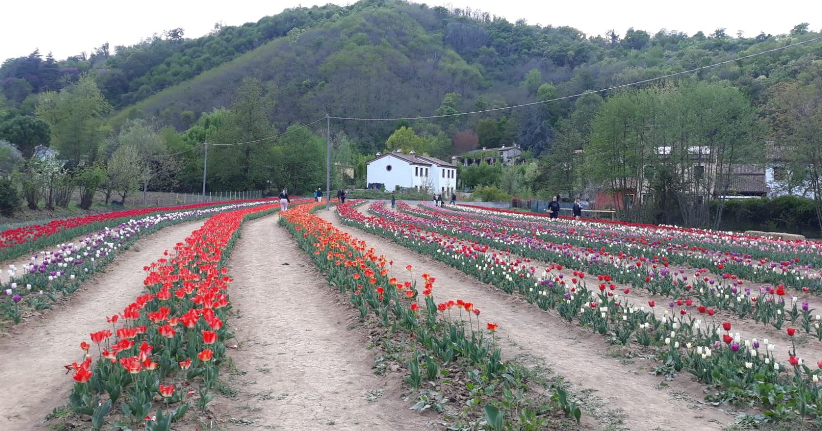 Tutti pazzi per i tulipani dei Colli