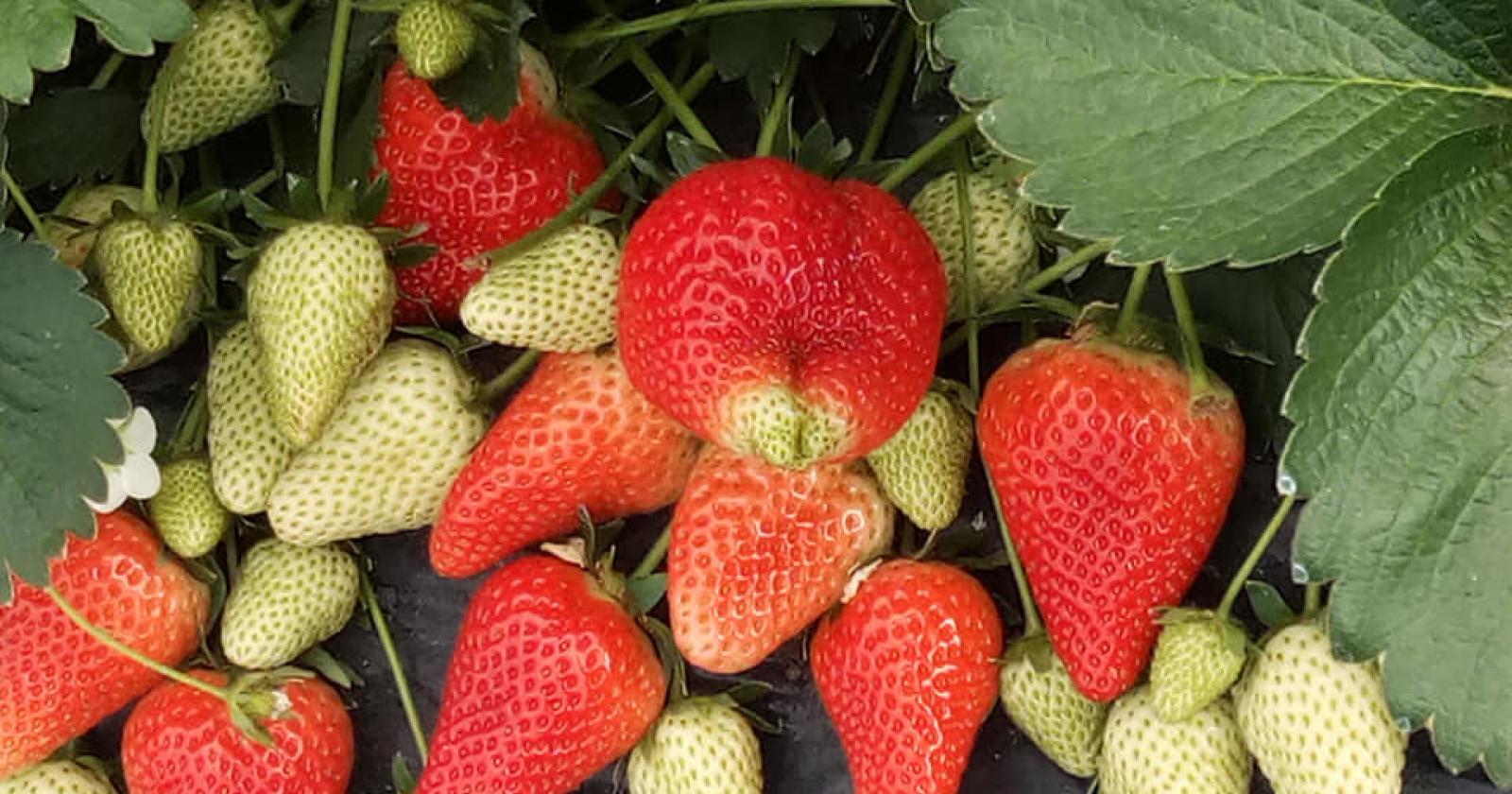 E' arrivata la stagione delle fragole! 