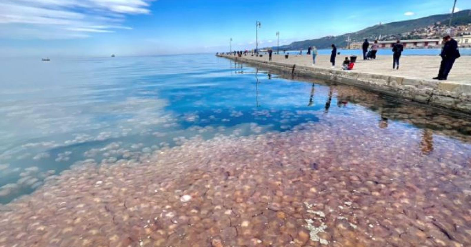 Invasione di meduse nell'Adriatico