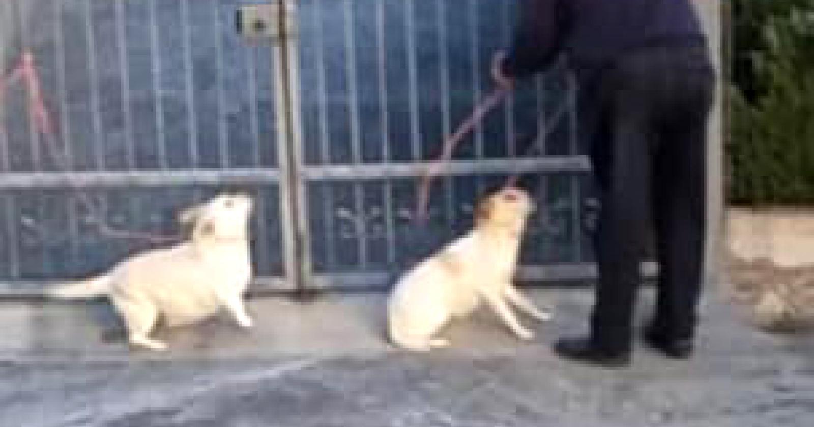 Abbandona le sue cagnoline, beccato in diretta