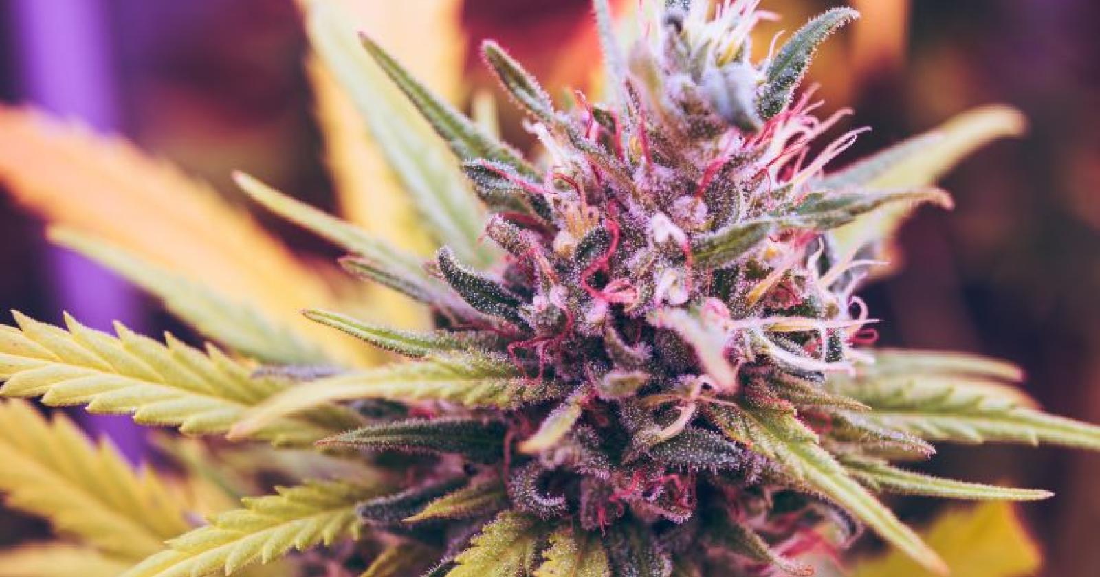 Semi di marijuana e normative italiane: i limiti della legalità