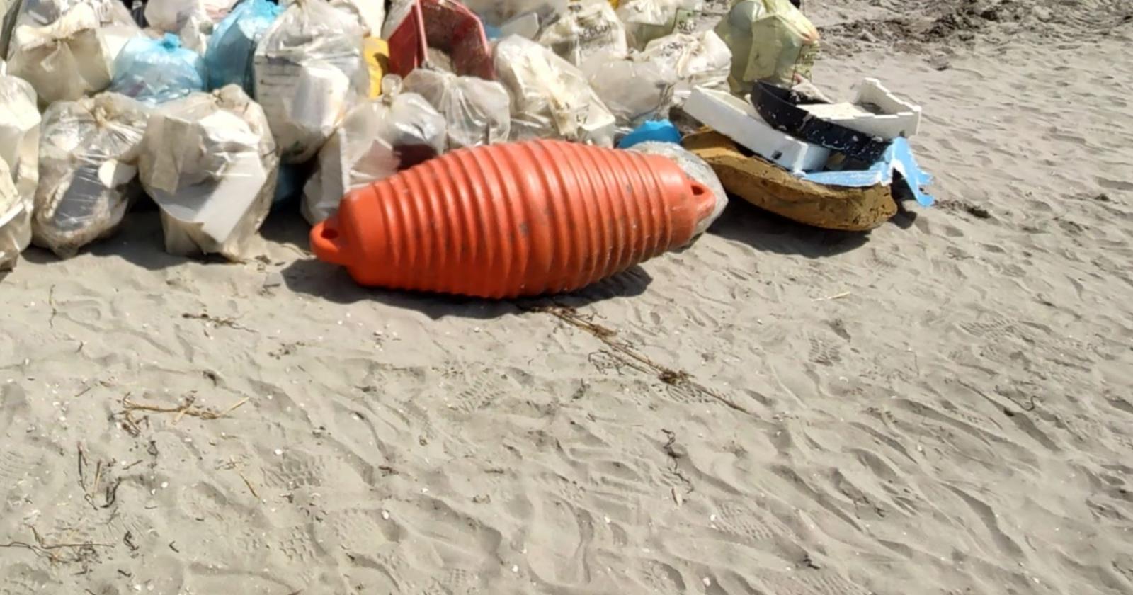 Orrore: delfino "al guinzaglio" trovato morto sulla spiaggia