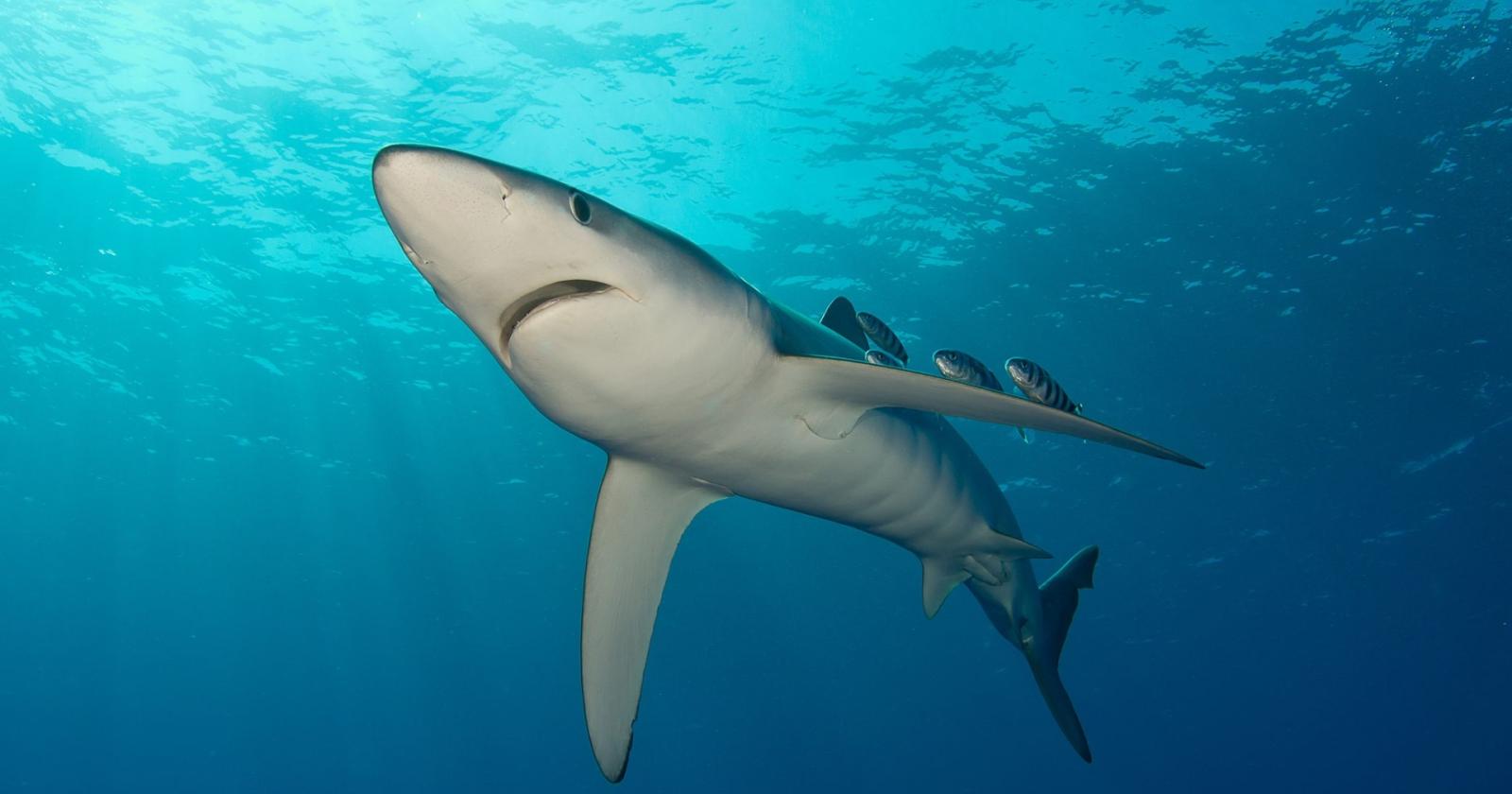 Un esemplare di squalo azzurro, o verdesca