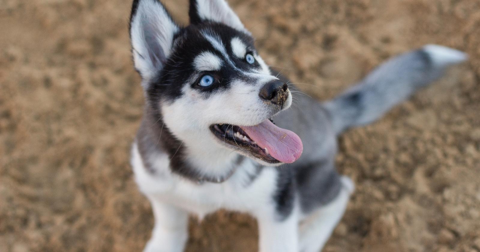 Il cane non vuole camminare: lo lega all'auto e parte