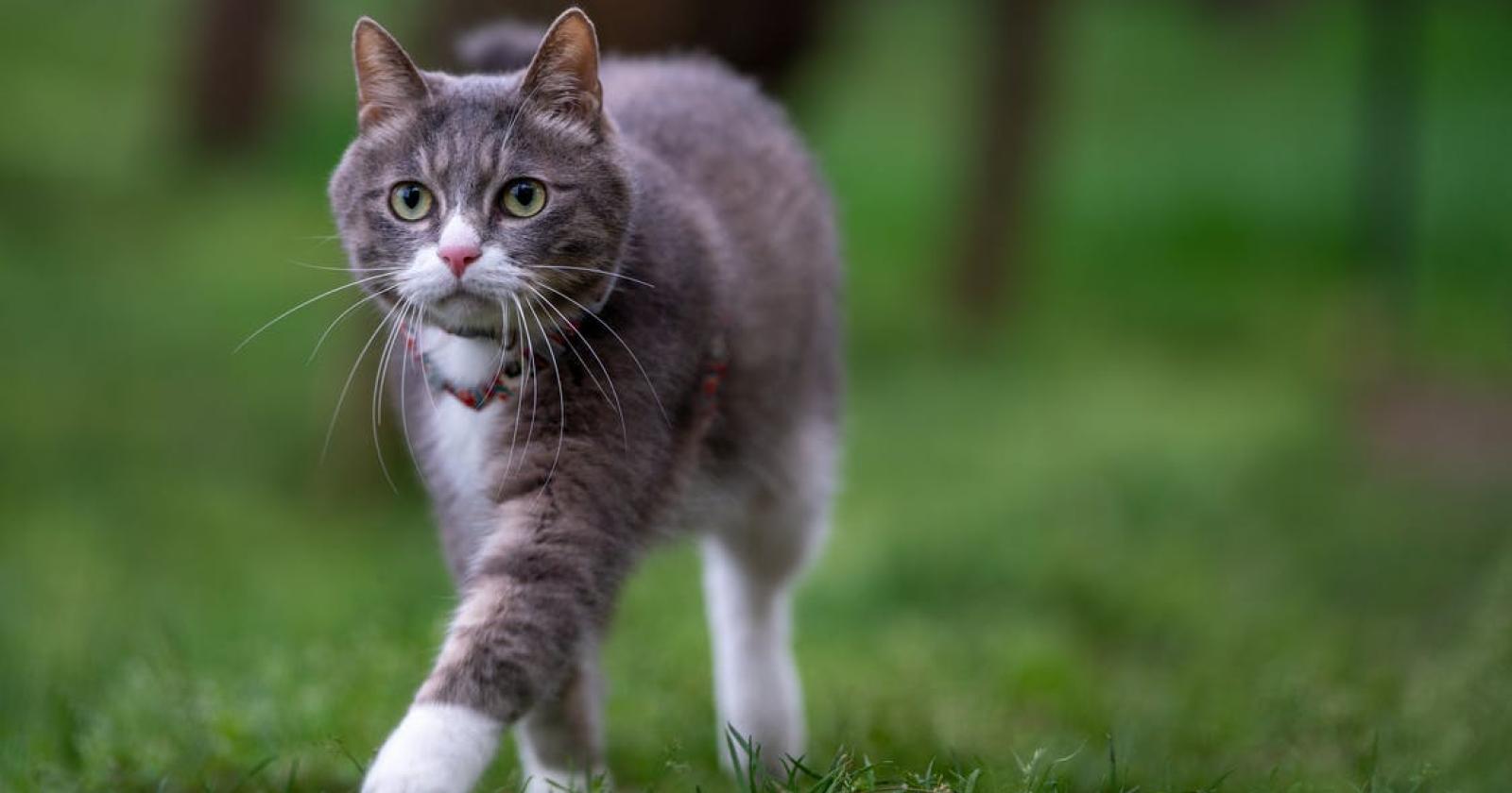 gatto.jpg