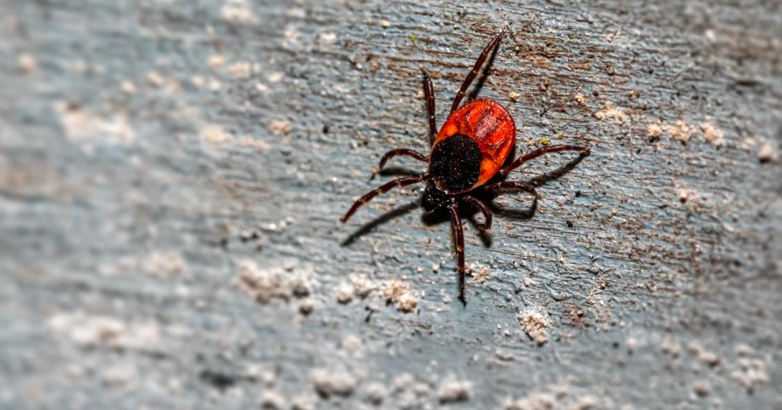 Punto da una zecca, finisce in ospedale