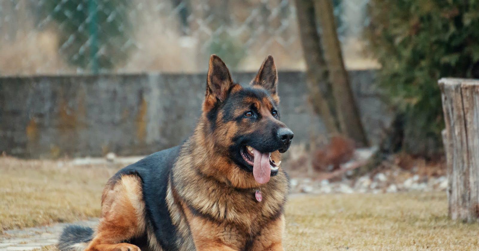 I quattro zampe in mostra