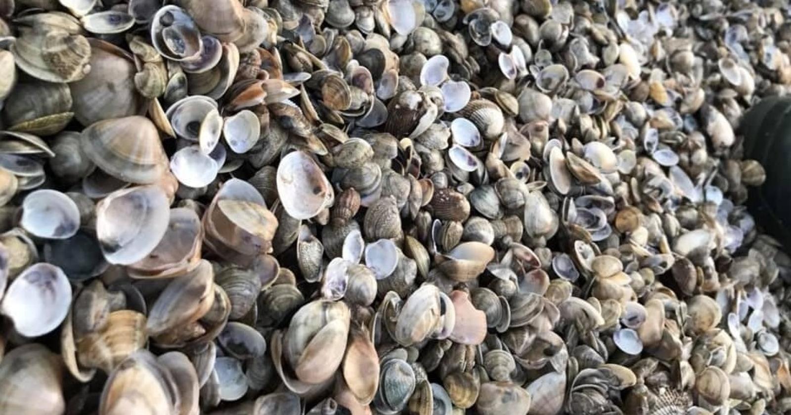 Strage di vongole, migliaia di posti di lavoro a rischio