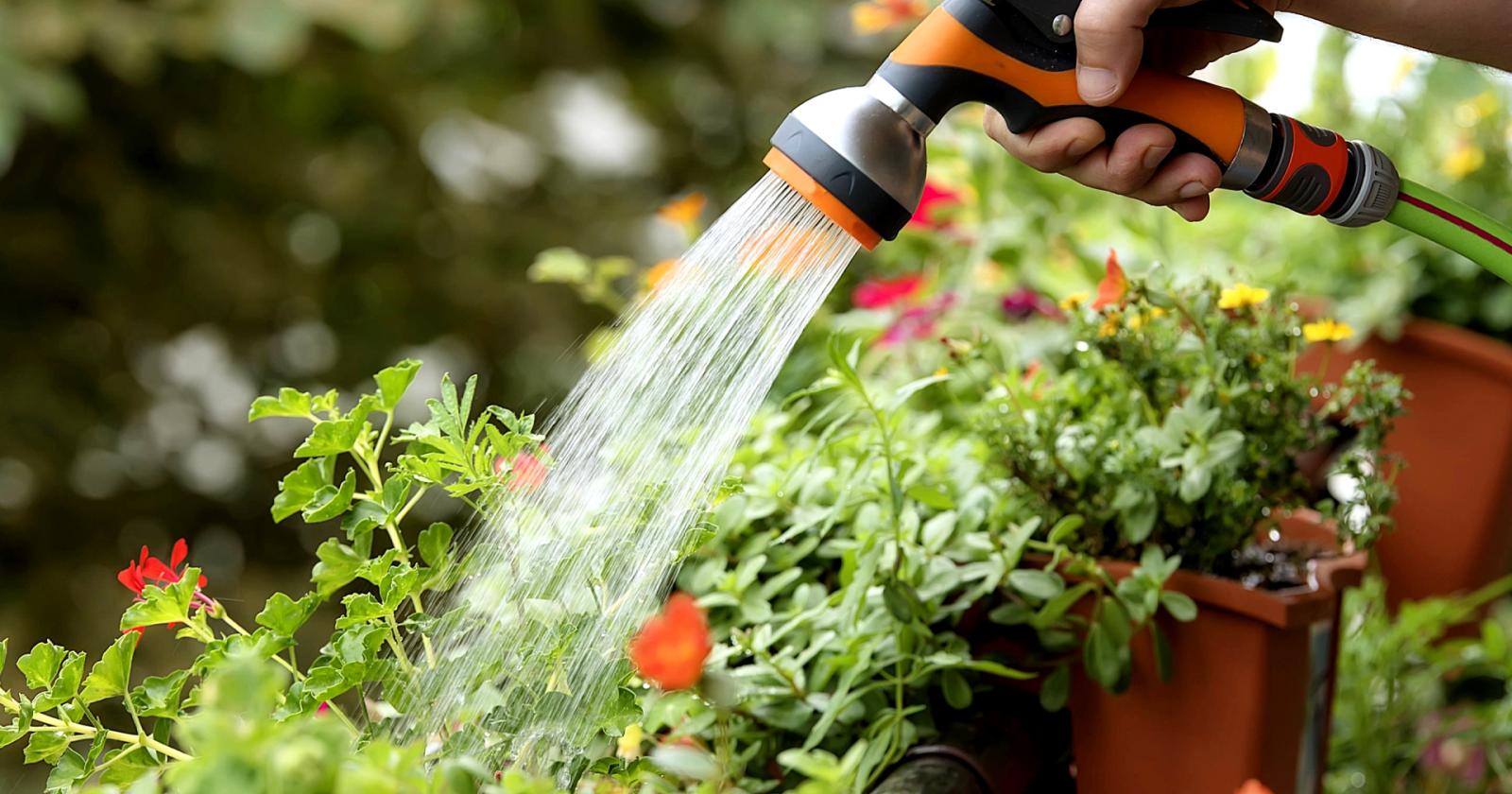 Ci siamo: "Vietato innaffiare i giardini". E multe