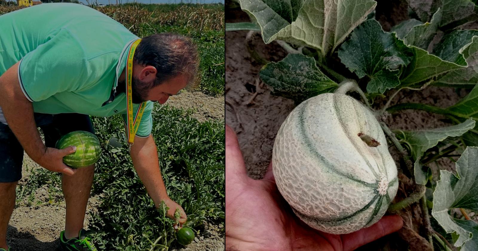 La frutta non cresce più: è stato d'emergenza