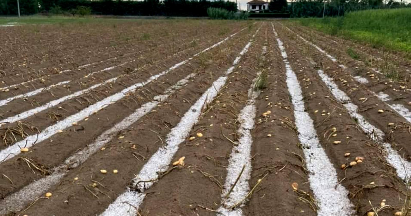 La grandine ha devastato le colture