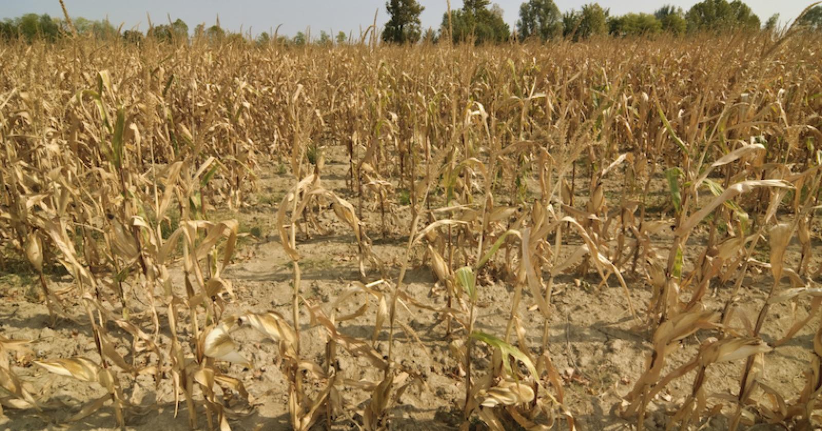 Campi ustionati o devastati, il Comune chiede lo stato di crisi