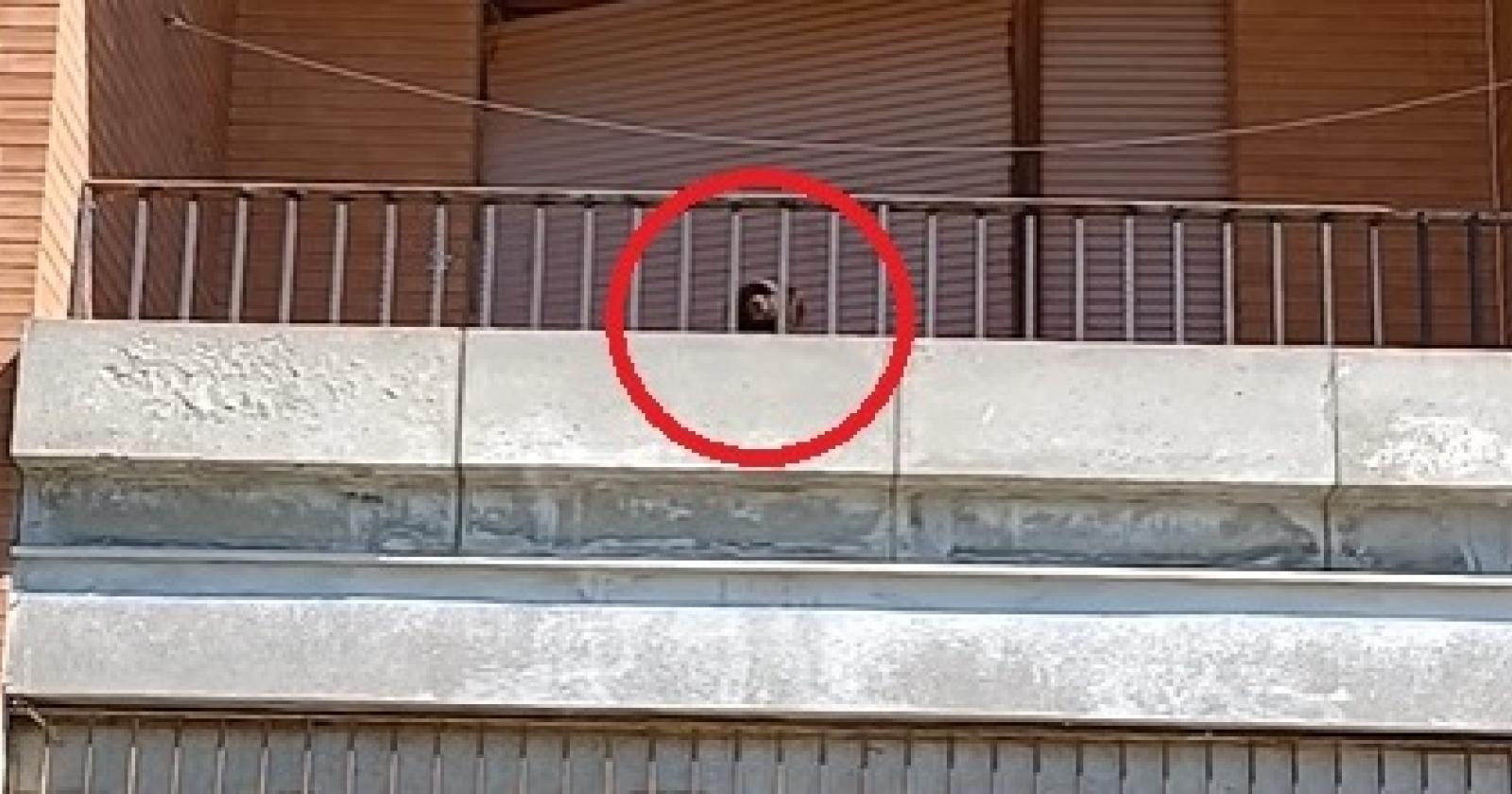 Cane recluso in balcone, arrivano i carabinieri
