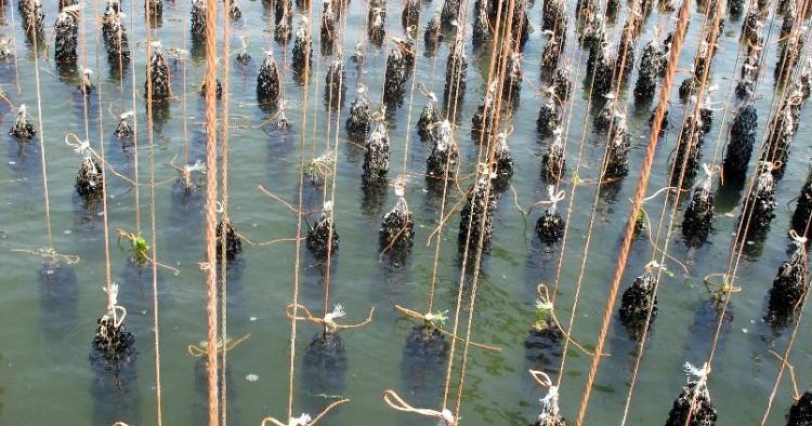 Moria di cozze, 1500 posti di lavoro a rischio