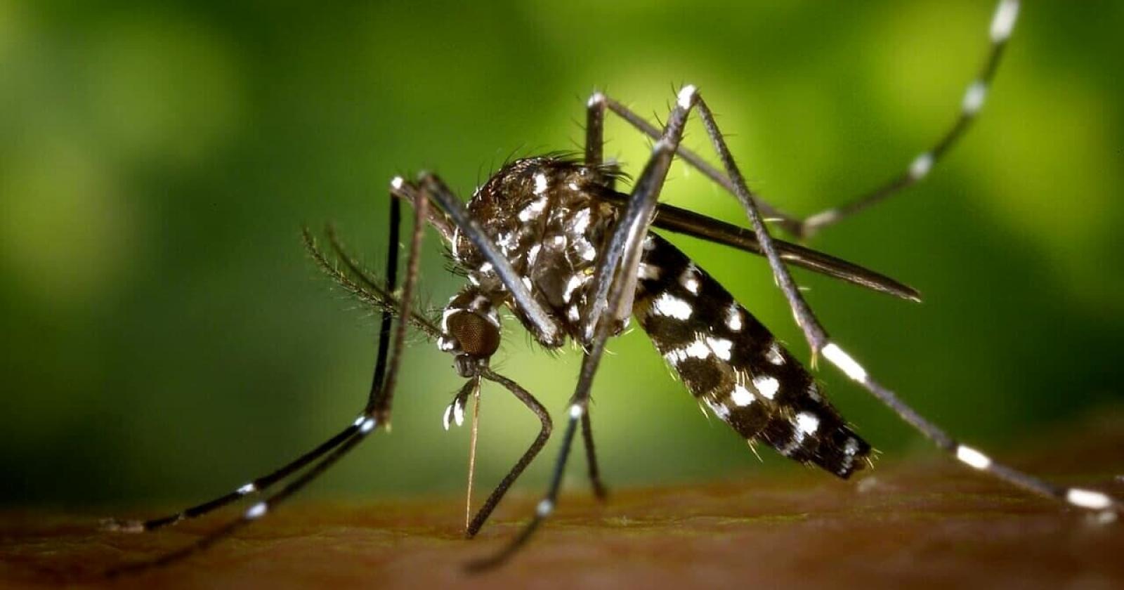 Torna il virus del West Nile: zanzare infette in Polesine