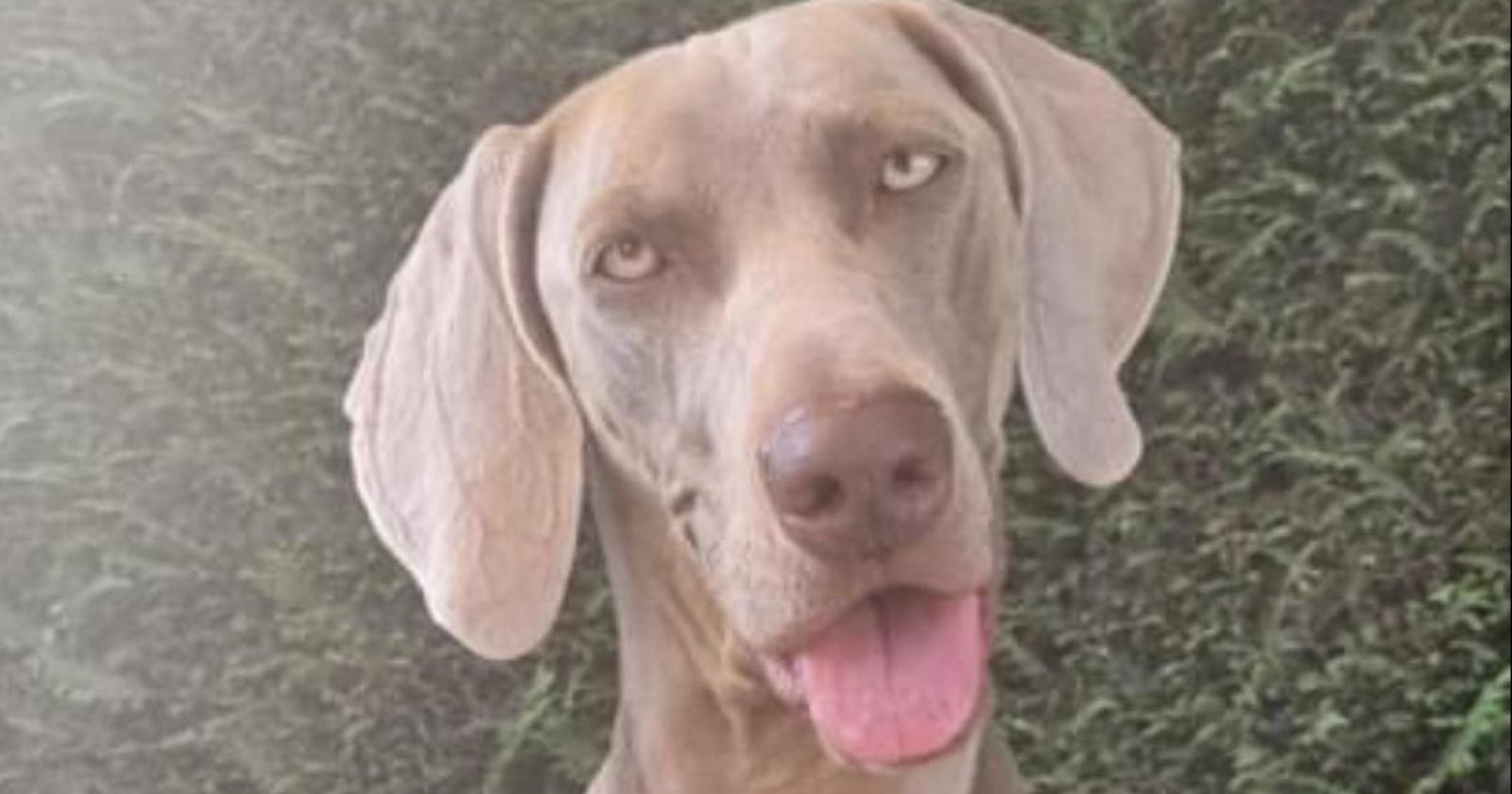 Cane beve dallo scolo e muore, scattano le analisi
