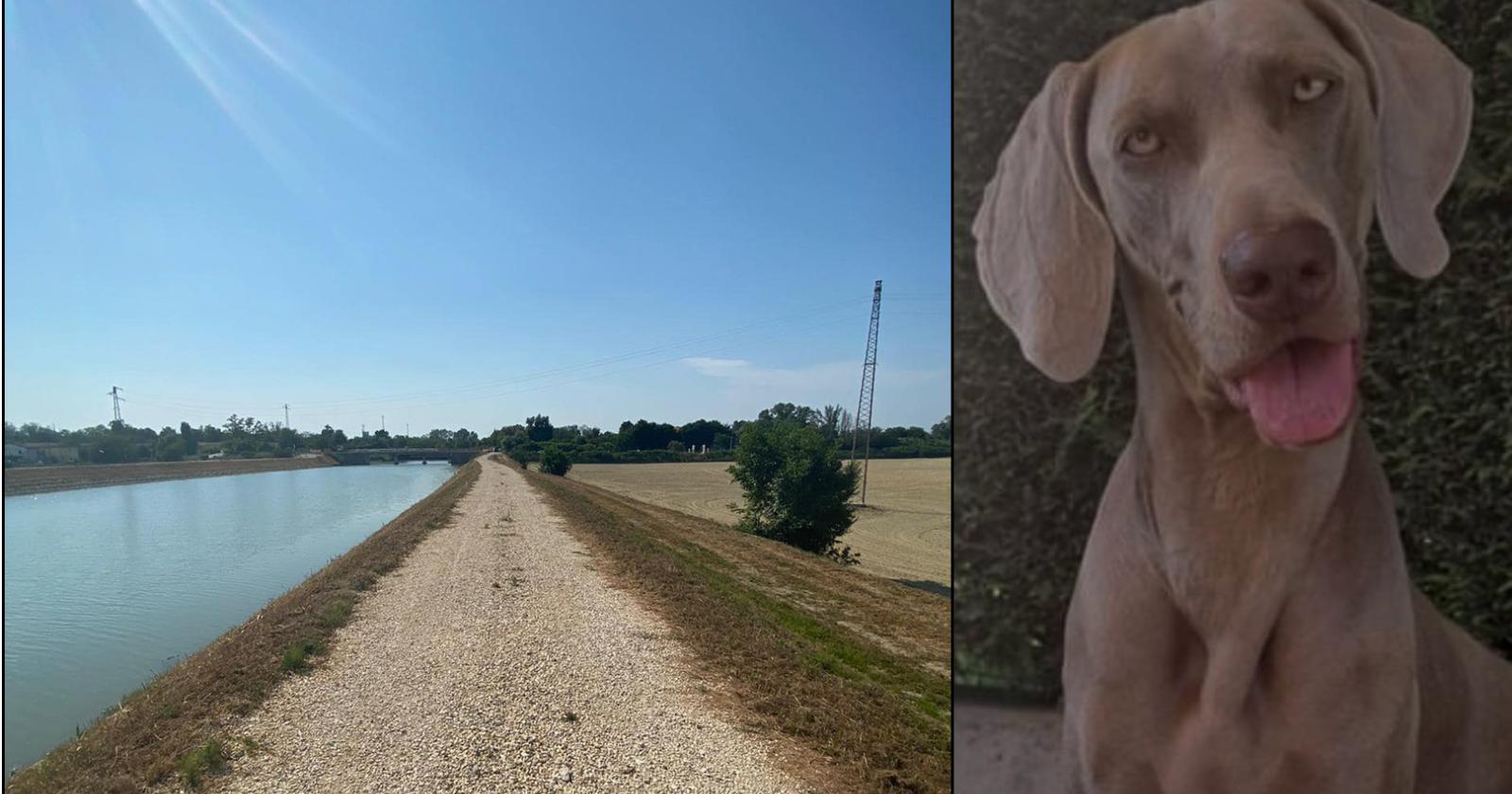 Cane beve dallo scolo e muore, scattano le analisi