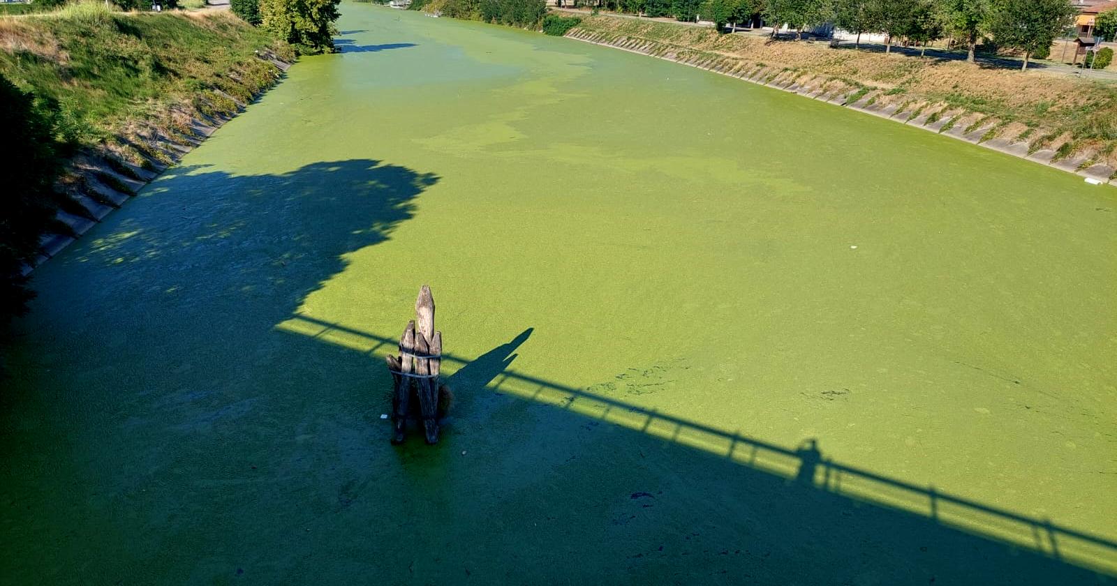 Sembra un prato, ma &egrave; il Canalbianco