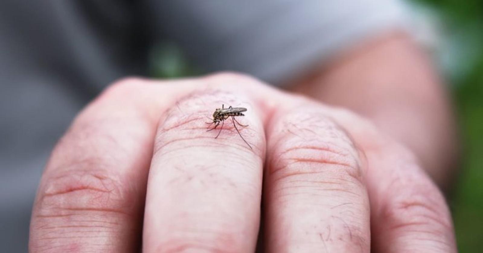 Fobia da West Nile e vaiolo, inizia l'assalto ai medici di base 