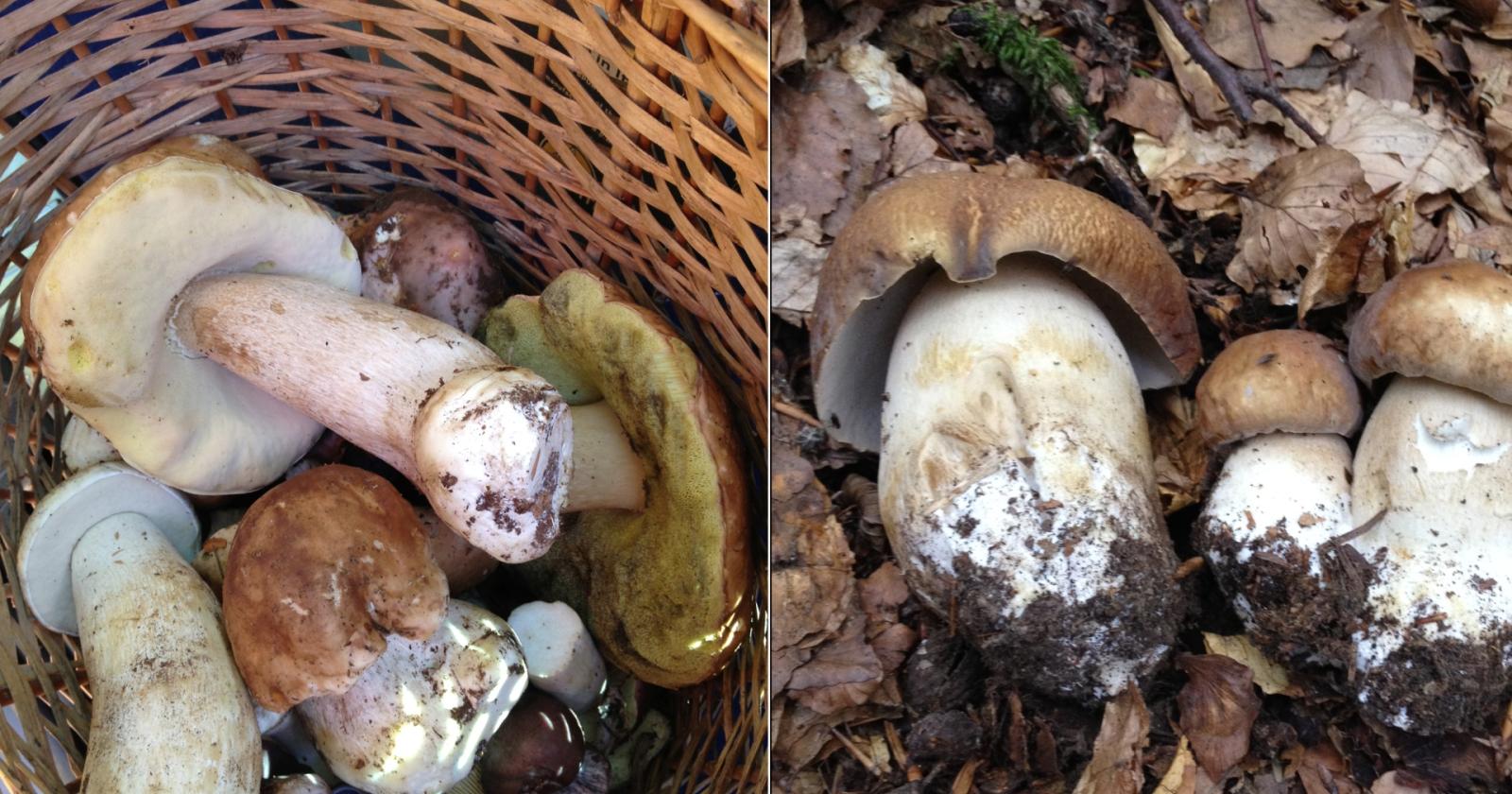L'affascinante mondo dei funghi