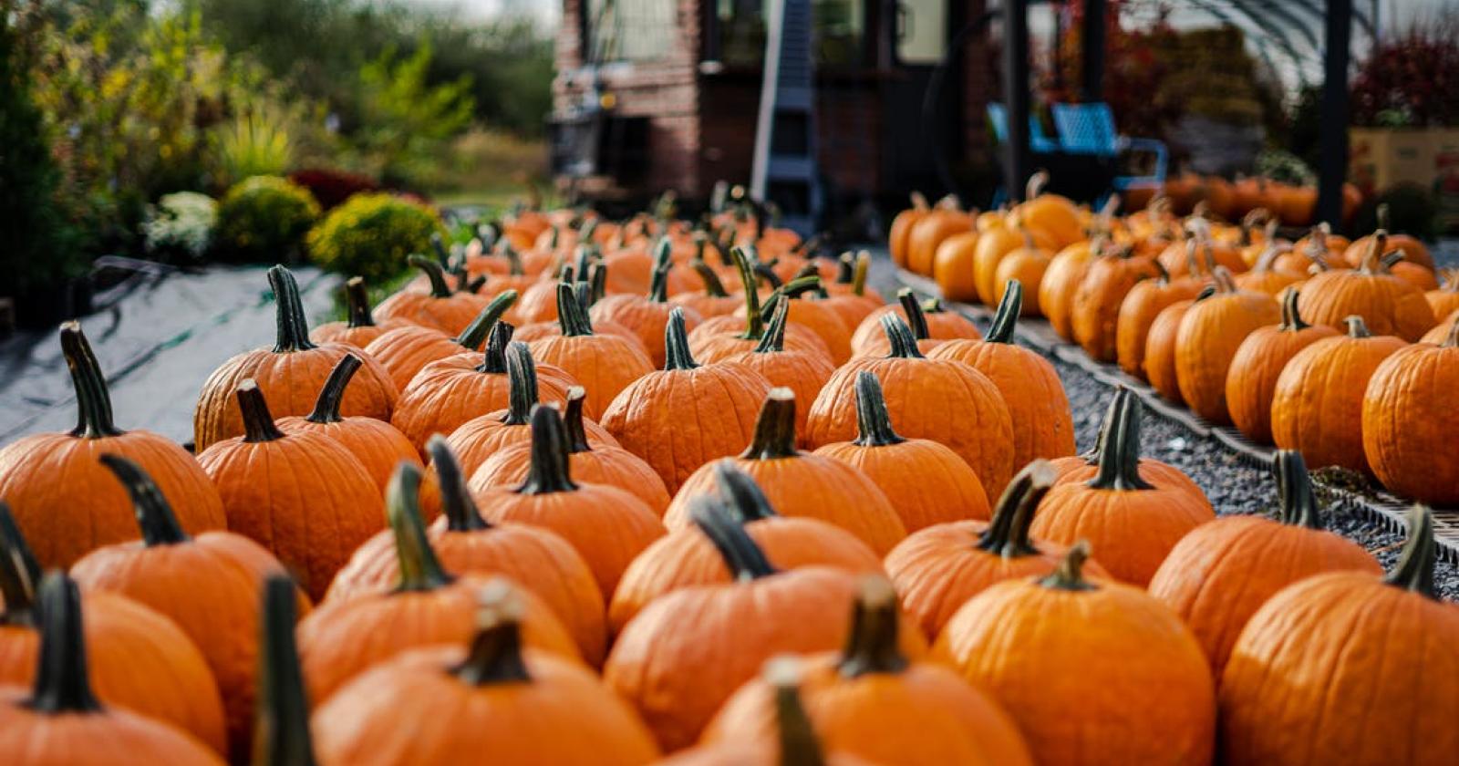 La Festa della Zucca è qui 