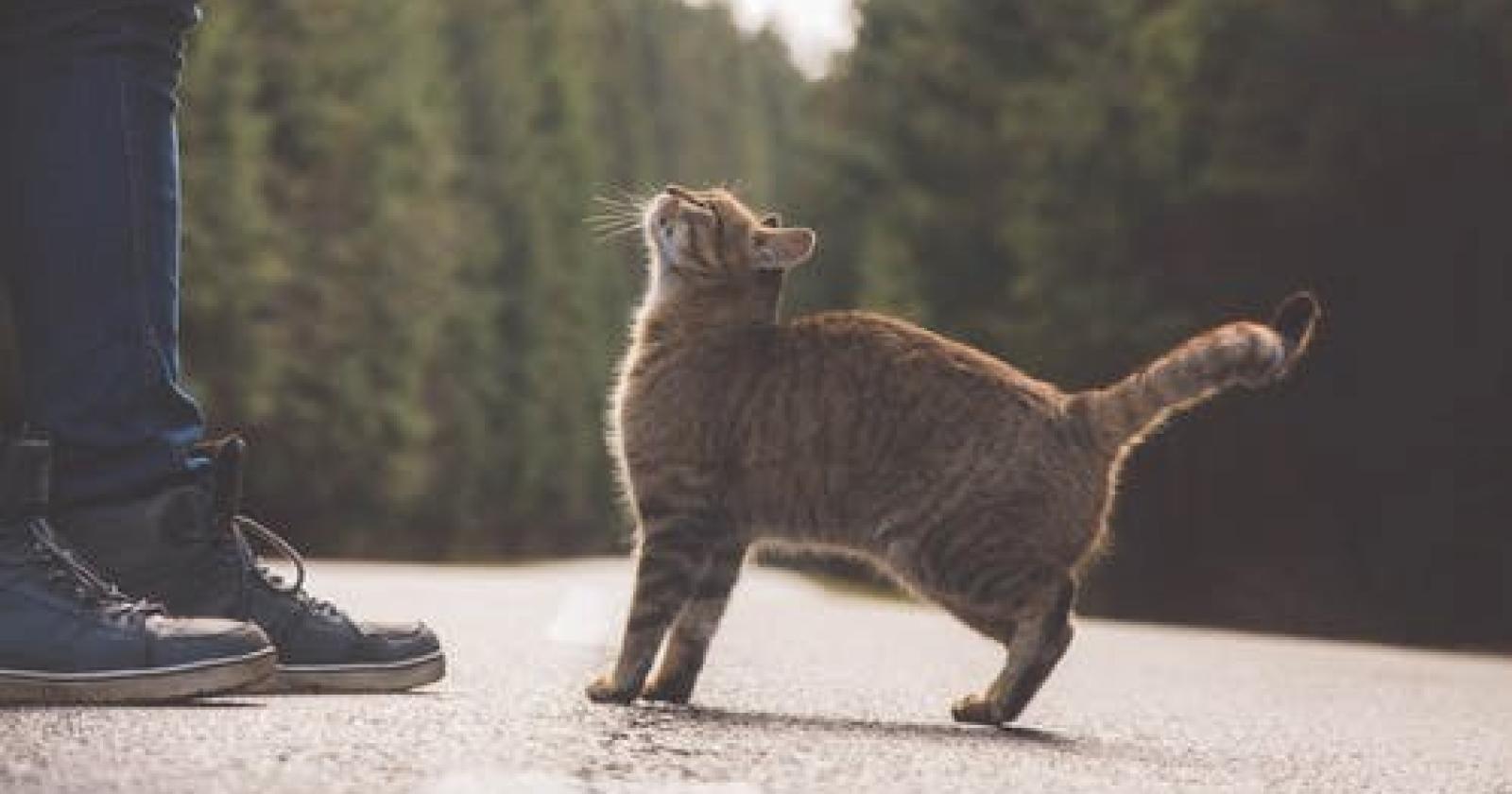 “Rallenta, attenti al... gatto”