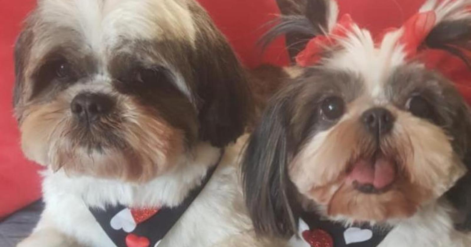 I due cagnolini che sono stati uccisi con il topicida