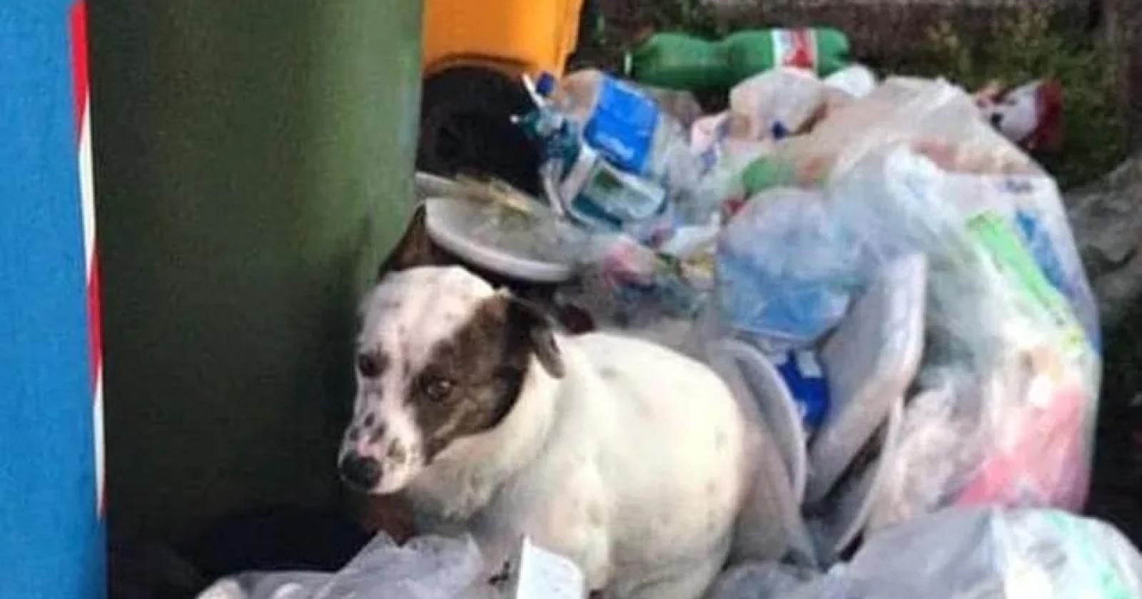 Abbandonato tra i rifiuti, ora Achille ha una famiglia