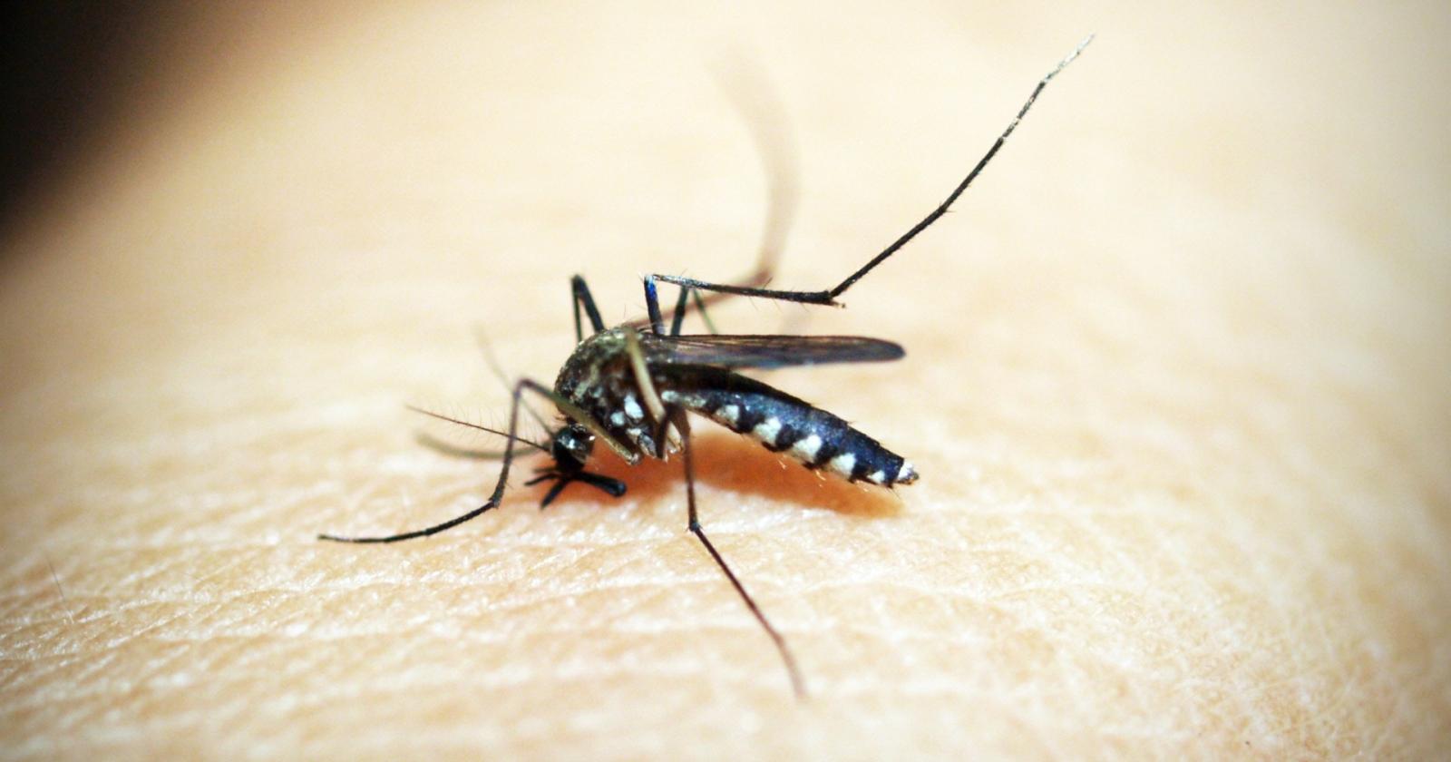 West Nile, ora fa paura: 15 in Terapia intensiva. Anche giovani