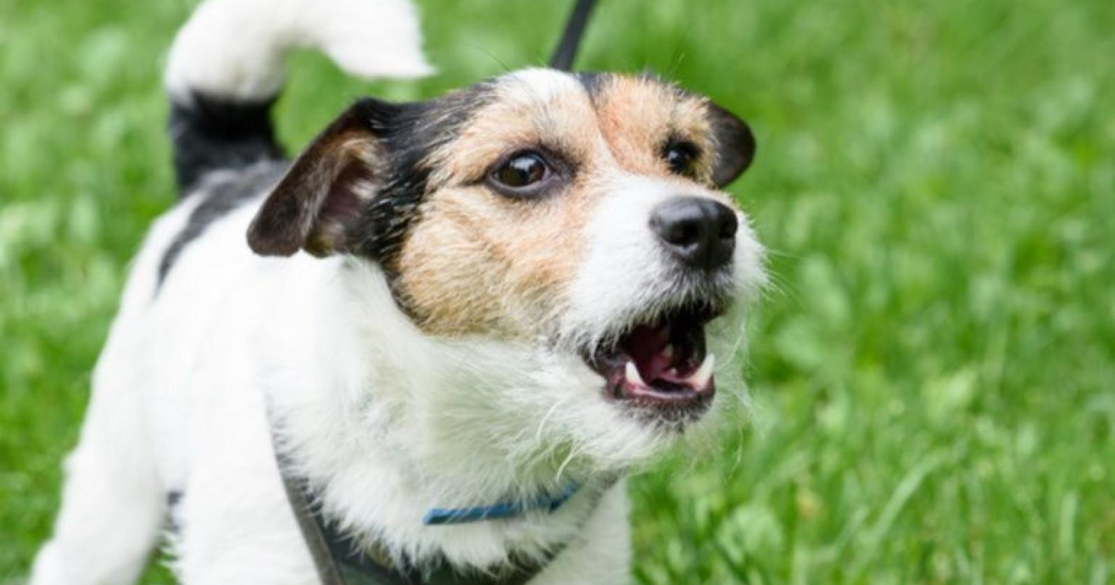 Il cane abbaia? Il padrone deve risarcire