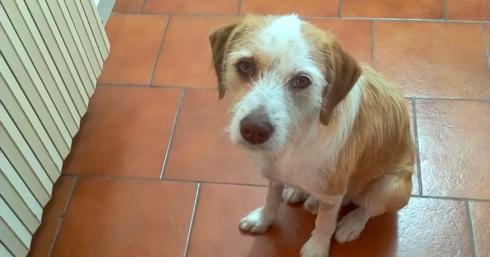 Le avvelenano il cane due volte in 15 giorni