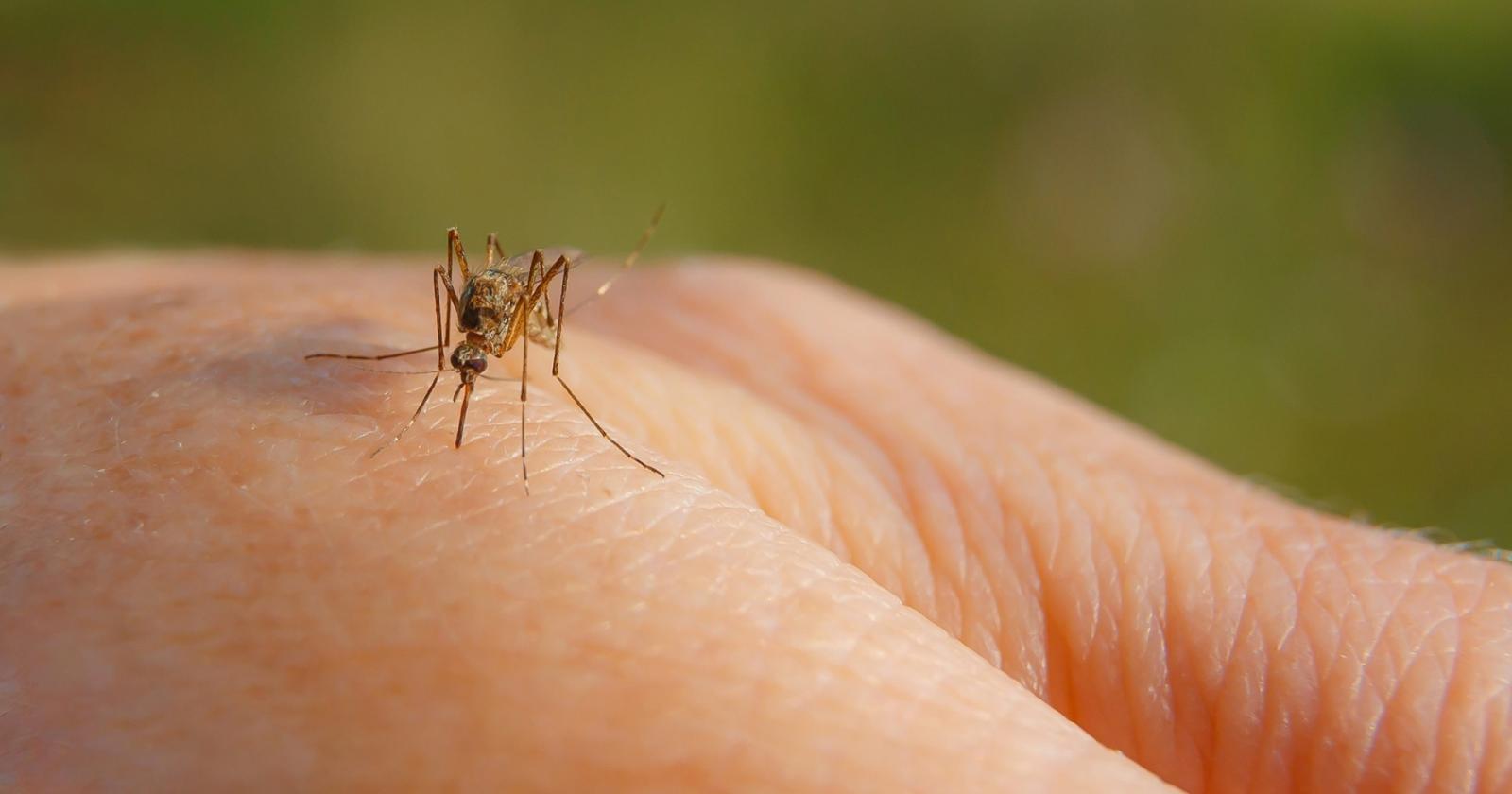 West Nile, è allarme: un contagio a Rovigo e uno ad Adria