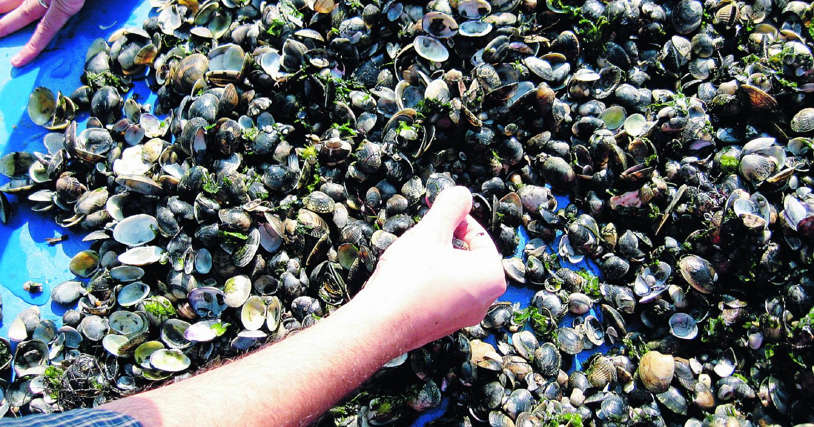 Una progetto di tutela per le nostre pescatrici