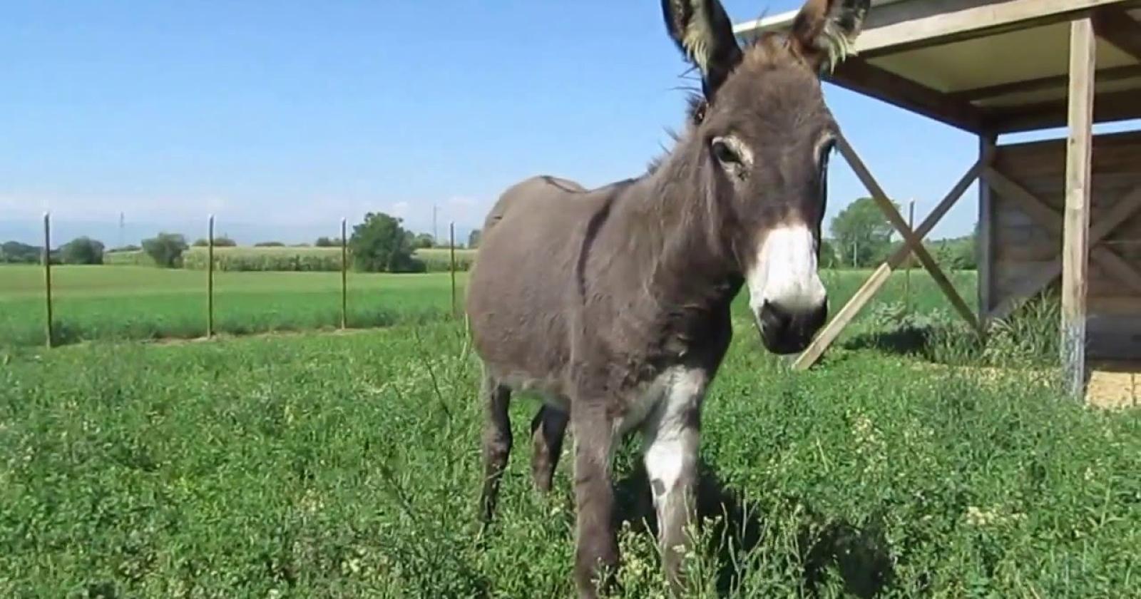 Nino, è il primo asinello morto di West Nile