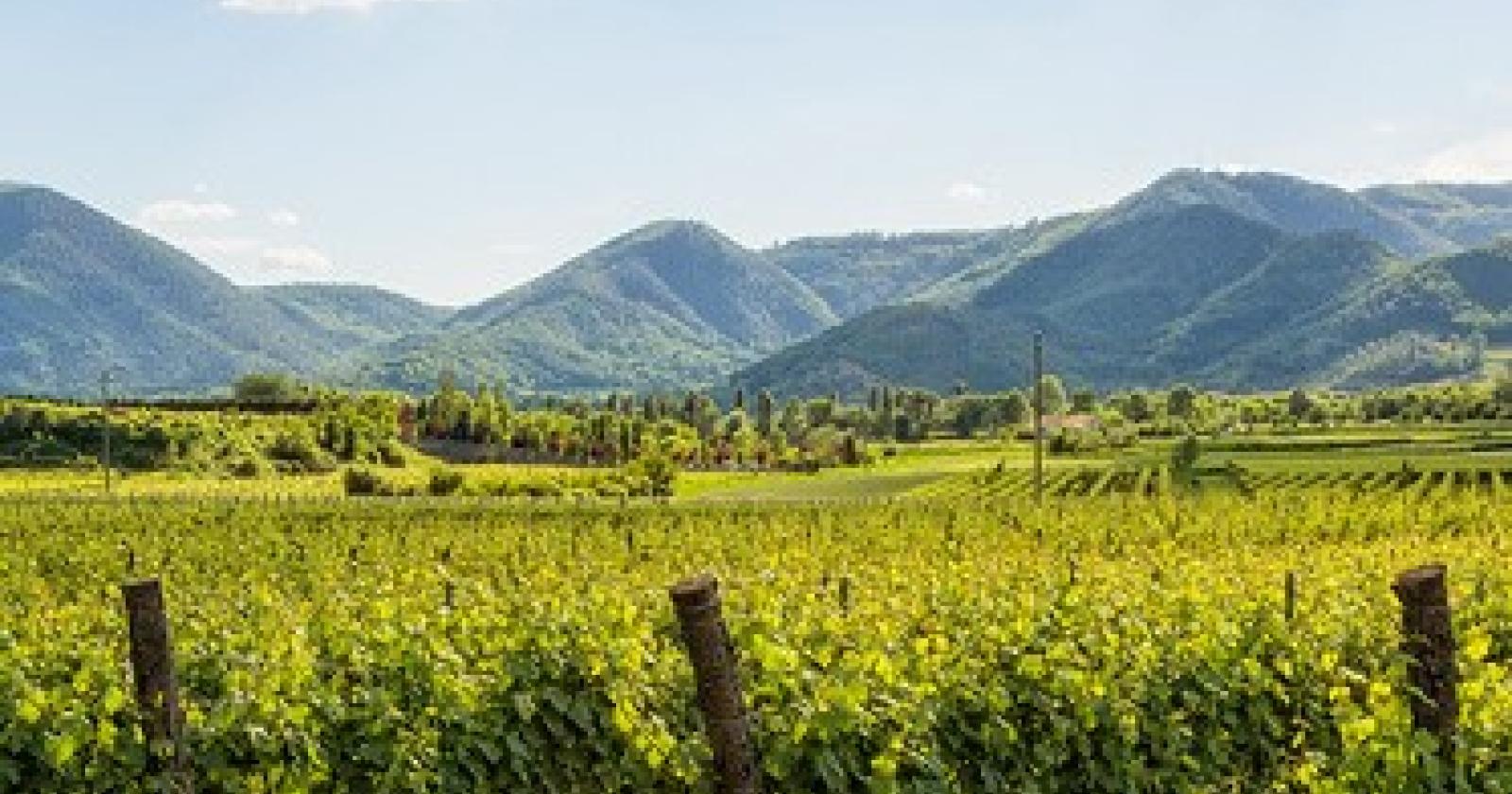 Il Parco dei Colli Euganei si candida a Riserva della Biosfera