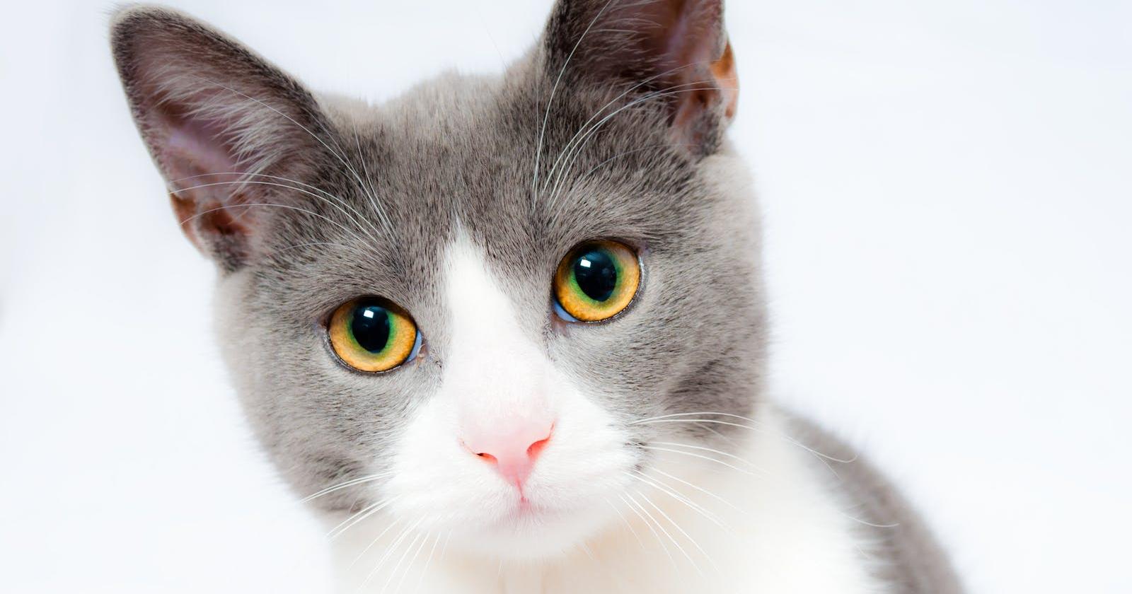 gatti tassina colonia felina abbandonata4