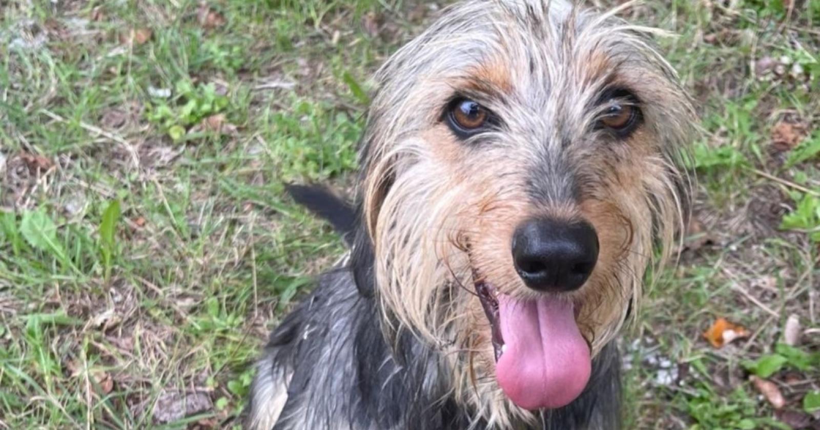 Vieni a conoscere il tuo nuovo amico a 4 zampe