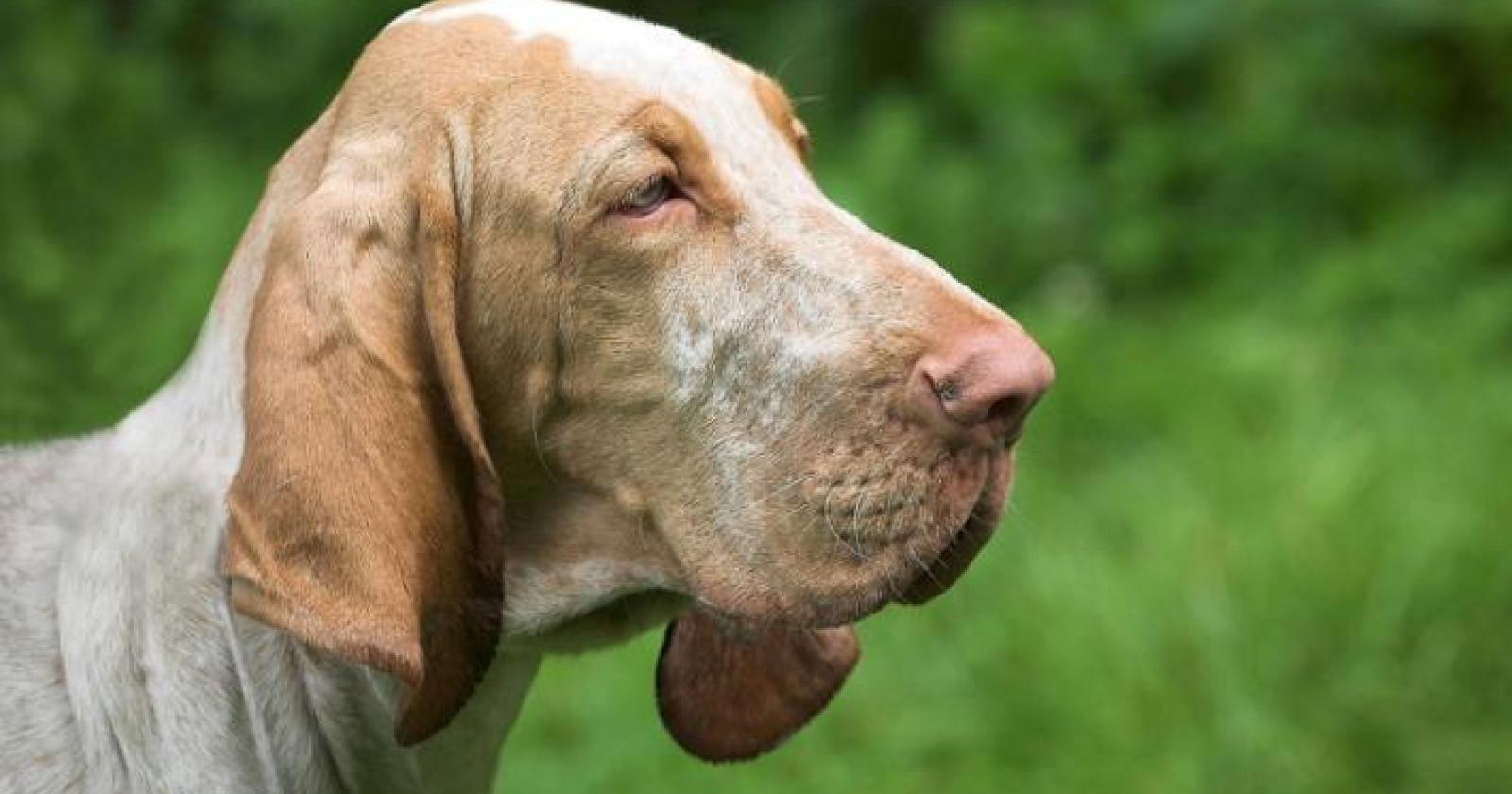 "I cacciatori? Non amano i loro cani, anzi..."