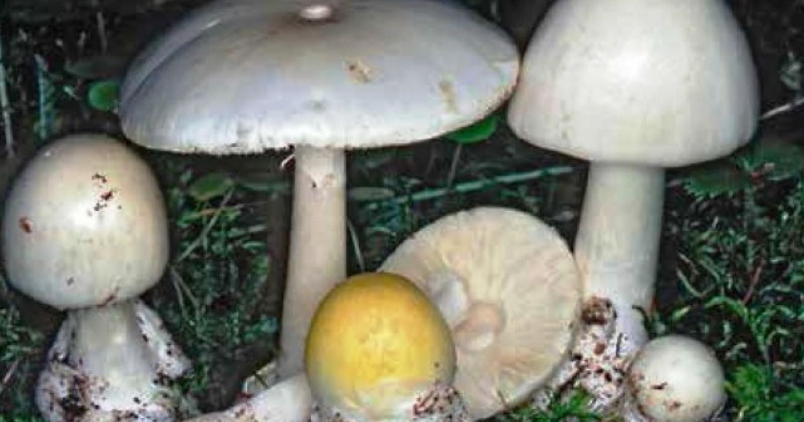 Raccolgono e mangiano i funghi: marito e moglie gravi