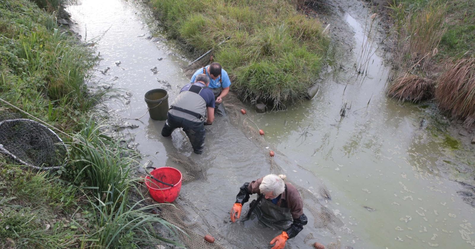 Canale a secco, strage di pesci