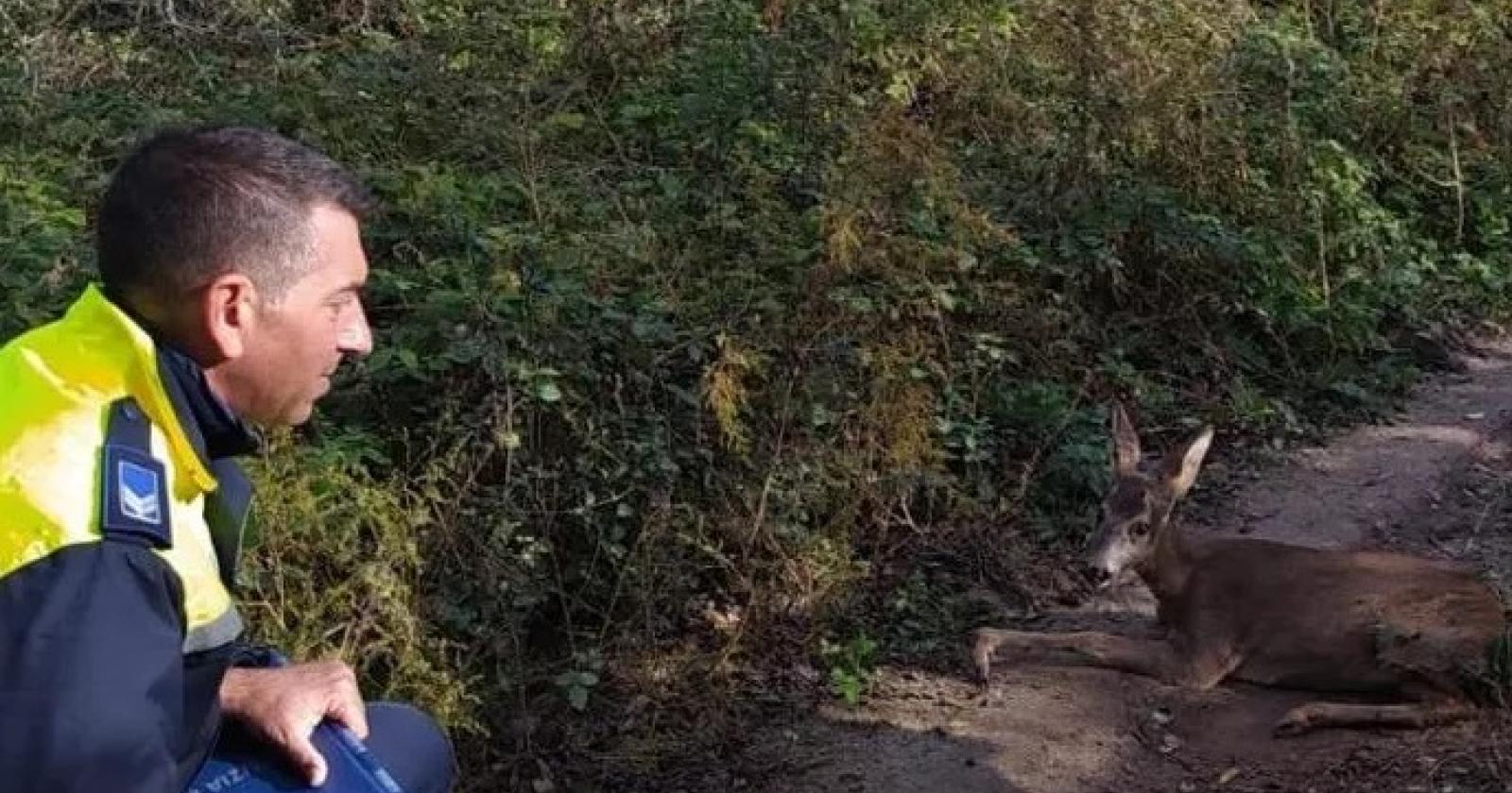 Mutilano il cucciolo e lo abbandonano agonizzante