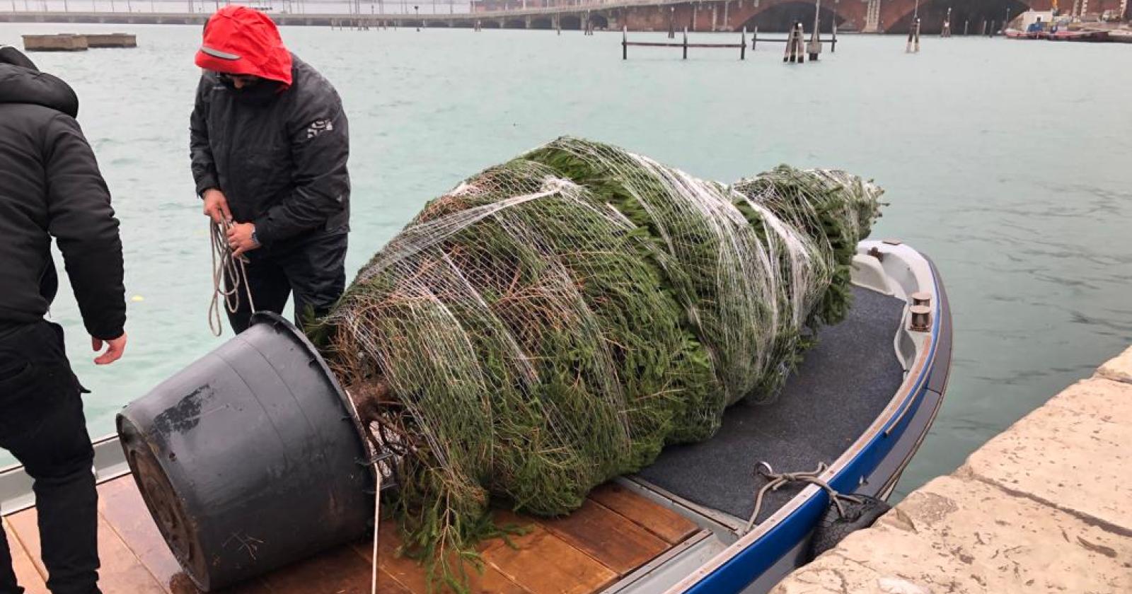 Filippo dona l'albero di Natale alla Regione