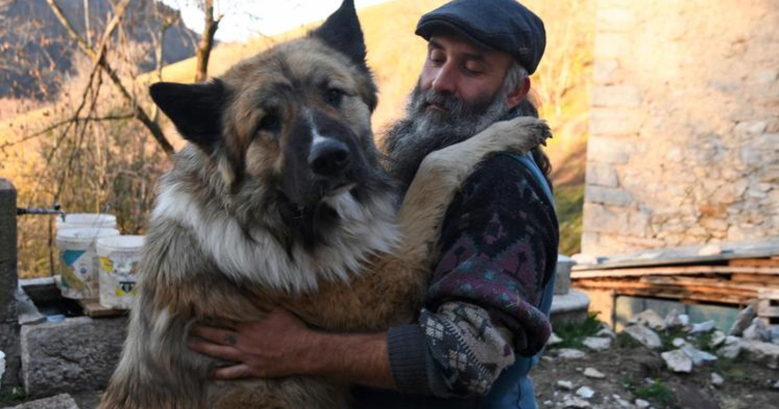 Lotta con tre lupi: il cane Gazunt star dei social