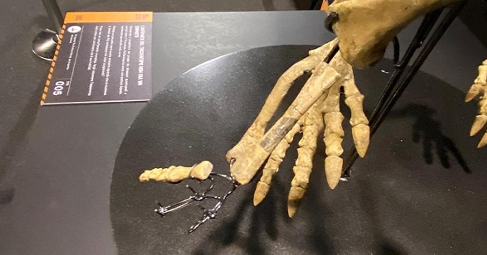 Pazzesco: rubano ossa di dinosauro alla grande mostra