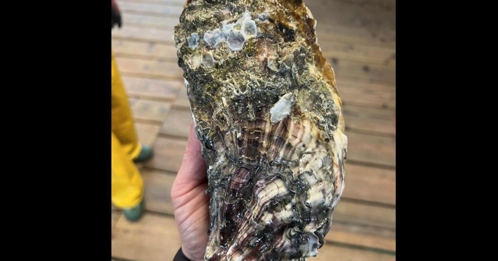 Un'ostrica da record pescato nella Sacca di Scardovari