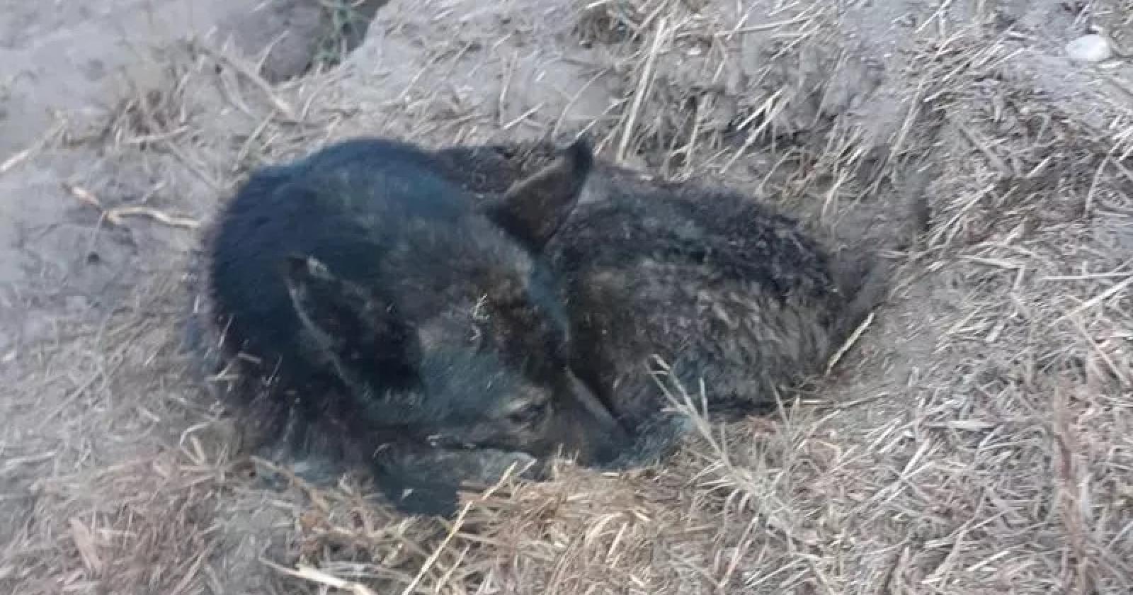 Cane spaventato dai petardi scappa per 200 chilometri