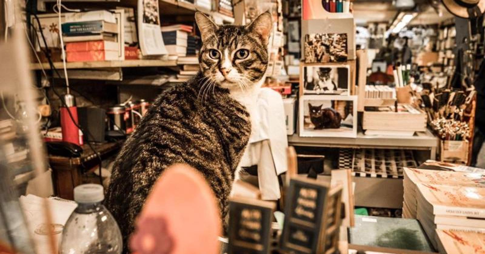 Addio Tigre, la gatta veneziana più famosa del mondo